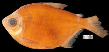 Media type: image;   Ichthyology 166270 Aspect: lateral,description